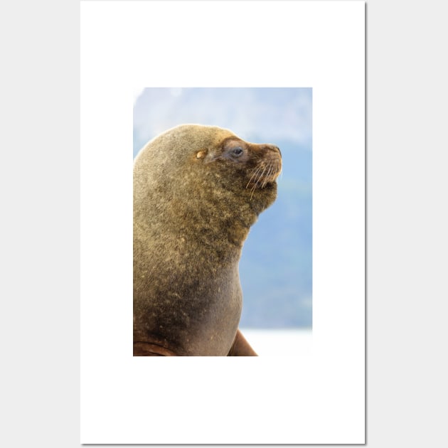 Weddell Seal in Beagle Channel, Ushuaia - Argentina Wall Art by holgermader